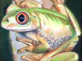 frog img 01